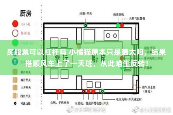 买股票可以杠杆吗 小橘猫原本只是晒太阳，结果搭顺风车上了一天班，从此喵生反转！